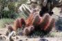 13JoshuaTree - 47